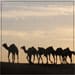 Camel Safari Osian