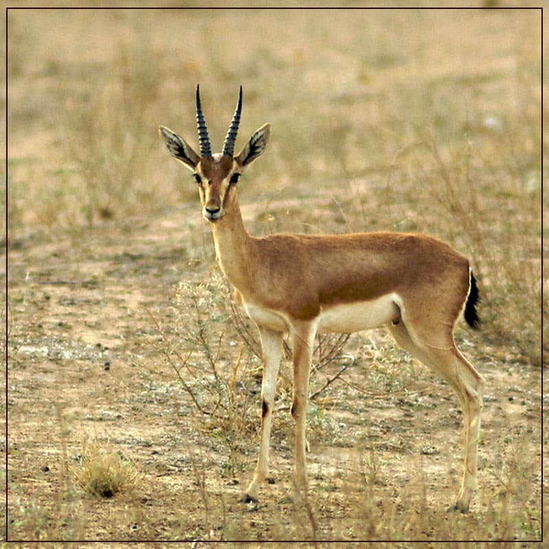 Deer In The Thar Desert Near Osian Resort in Jodhpur, Rajasthan