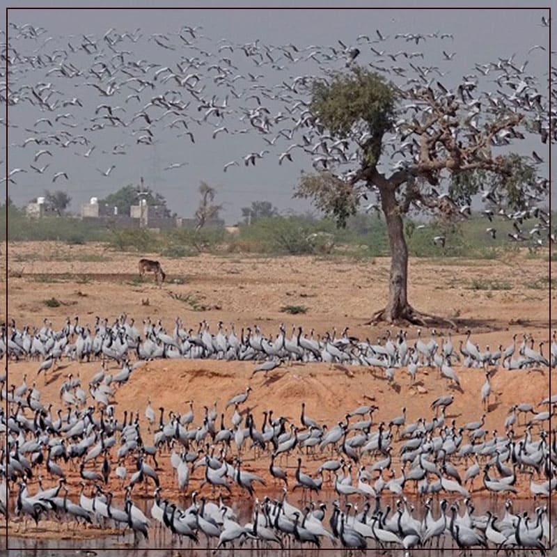 Birds Visit At Village Of Khichan Rajasthan